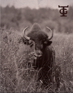 best bison meat edmonton