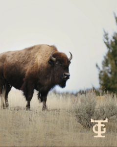 bison at a buffalo ranch