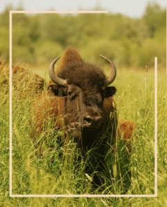 alberta bison